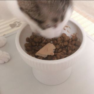 페페로니 맛있는 스틱 - 무항생제 닭고기 15개 + 알래스카 연어 15개 — 5점을 준 리뷰어가 2021년 8월 올린 사용 사진