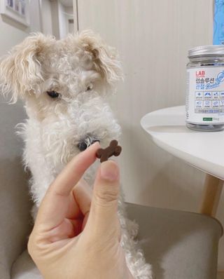 랩솔루션 강아지 영양제 3종 중 택 1 — 5점을 준 리뷰어가 2022년 6월 올린 사용 사진