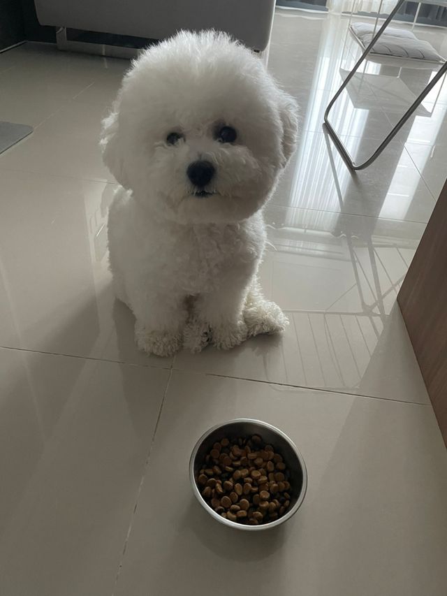 토우 프레이 칠면조 독 리뷰 사진