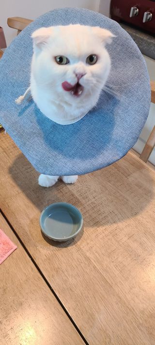 씨디랩 구강에서 장까지 한 번에 관리하는 더블락토 강아지 고양이 유산균 — 5점을 준 리뷰어가 2021년 6월 올린 사용 사진