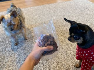 My Pet Care 천연단백질 눈건강에 개좋아 — 5점을 준 리뷰어가 2021년 2월 올린 사용 사진