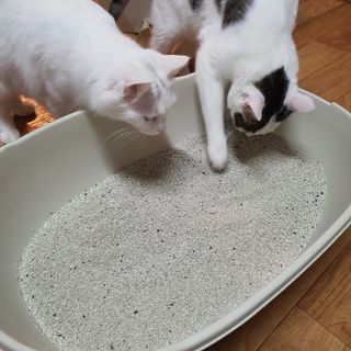 겟플렉스 켓플렉스 캣츠룸BS-1 고양이모래 4kg — 5점을 준 리뷰어가 2021년 3월 올린 사용 사진