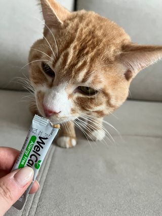 수진님이 올린 리뷰 사진 1