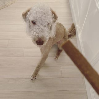 My Pet Care 천연단백질 치아건강에 개좋아 — 4점을 준 리뷰어가 2021년 2월 올린 사용 사진
