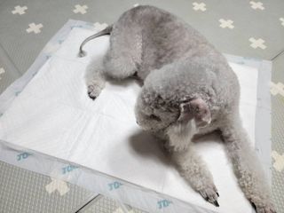 아베크 펫 와이드 프리미엄 대형 애견 강아지 배변 패드 30매 1팩 80g — 3점을 준 리뷰어가 2021년 7월 올린 사용 사진