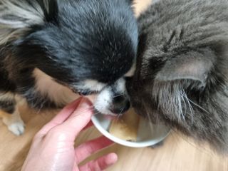 페페로니 맛있는 스틱 - 무항생제 닭고기 15개 + 알래스카 연어 15개 — 5점을 준 리뷰어가 2021년 9월 올린 사용 사진