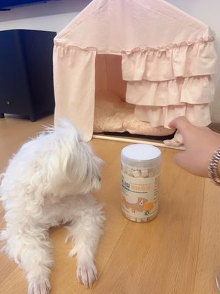 [펫시밀] 원물그대로 영양듬뿍 진공동결건조 북어트릿75g,치킨트릿100g,연어트릿75g 강아지 고양이 간식 — 5점을 준 리뷰어가 2023년 5월 올린 사용 사진