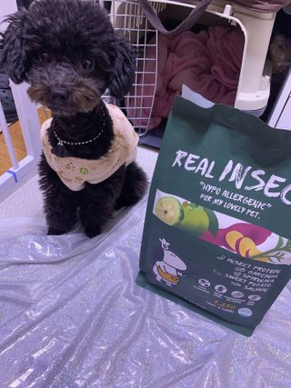 [푸디웜] 라포그  리얼인섹트 웨이트밸런스 저알러지 강아지 사료  1.2KG — 4점을 준 리뷰어가 2021년 7월 올린 사용 사진