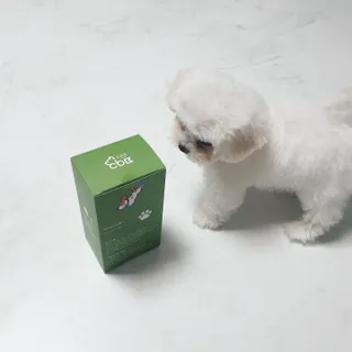 코보콩 에어슈즈 강아지 일회용 신발 소용량 패키지 20매 초경량  미끄럼방지 실내외 겸용 — 3점을 준 리뷰어가 2022년 2월 올린 사용 사진
