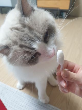 [자유펫] 고양이 턱드름 여드름 예방 및 제거 세트, 블랙씨드케어박스 — 5점을 준 리뷰어가 2021년 10월 올린 사용 사진