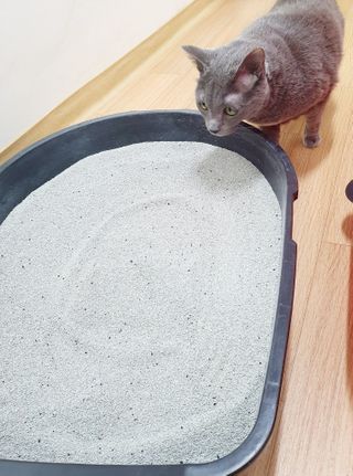 행운의집 실키식스 9kg 크린 언씬티드 프리미엄 고양이모래 — 5점을 준 리뷰어가 2021년 3월 올린 사용 사진