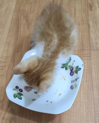 화야호야쭈님이 올린 리뷰 사진 3