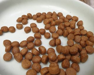 씨디랩 속이 편한 강아지 사료 소프트발란스 기호성 좋은 발효사료 피부와 위장 관절과 위장 — 5점을 준 리뷰어가 2021년 3월 올린 사용 사진