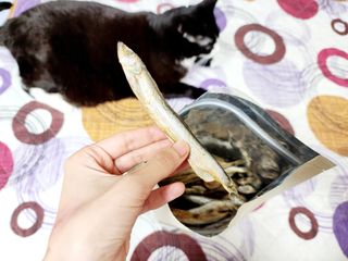 [펫시밀] 원물그대로 영양듬뿍 동결건조 왕북어트릿300g,왕치킨트릿400g,열빙어트릿300g 대용량 간식 — 4.5점을 준 리뷰어가 2023년 5월 올린 사용 사진