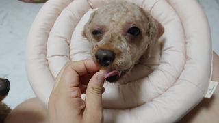 페페로니 진짜 프리바이오틱스 치즈+치즈고구마 180g+180g — 5점을 준 리뷰어가 2021년 7월 올린 사용 사진