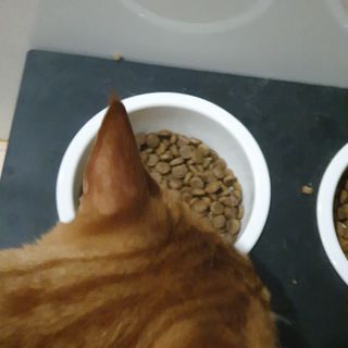 토우 프레이 칠면조 캣 — 3점을 준 리뷰어가 2021년 5월 올린 사용 사진