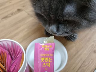 페페로니 맛있는 스틱 - 무항생제 닭고기 15개 + 알래스카 연어 15개 — 5점을 준 리뷰어가 2021년 8월 올린 사용 사진