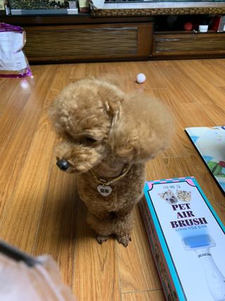아베크 펫 강아지 고양이 애견 에어 브러쉬 드라이기 올인원 — 5점을 준 리뷰어가 2021년 7월 올린 사용 사진