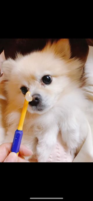 Pethroom 페스룸 PETHROOM DENTAL CARE SET 페스룸 덴탈 케어 세트 / 덴탈 클린 칫솔 + 덴탈 클린 치약 — 5점을 준 리뷰어가 2020년 12월 올린 사용 사진
