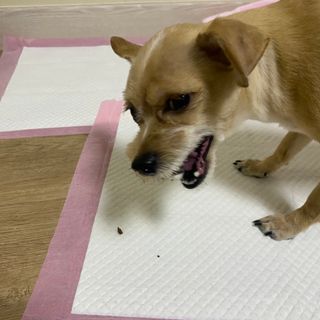 세지니힛님이 올린 리뷰 사진 4