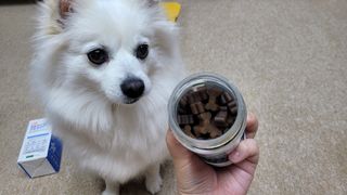 랩솔루션 강아지 영양제 3종 중 택 1 — 5점을 준 리뷰어가 2022년 5월 올린 사용 사진