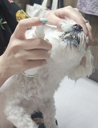 프리[경남제약 레모나x댕모어]  강아지 고양이 구취제거 충치 예방 덴탈클리너 120ml — 5점을 준 리뷰어가 2024년 7월 올린 사용 사진