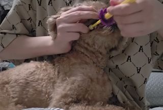 [컨트리세이브]반려견 칫솔, 반려묘 칫솔 소형,중형 선택가능 칫솔2P+프로텍터2P — 5점을 준 리뷰어가 2025년 12월 올린 사용 사진