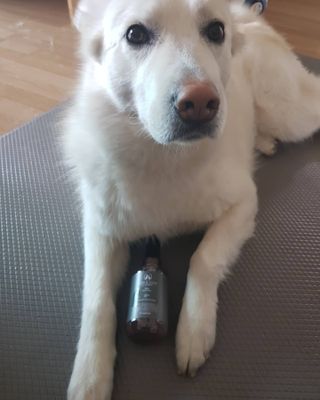 마리앤루이펫샴푸 [mari and louie pet shampoo] — 5점을 준 리뷰어가 2021년 5월 올린 사용 사진