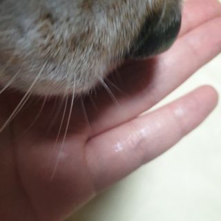 씨디랩 속이 편한 강아지 사료 소프트발란스 기호성 좋은 발효사료 피부와 위장 관절과 위장 — 5점을 준 리뷰어가 2021년 3월 올린 사용 사진