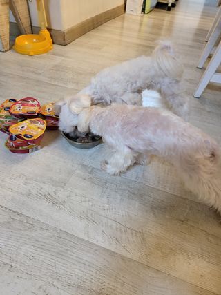 비타크래프트 조에시 하트캔 85g 강아지 습식캔 10캔 — 5점을 준 리뷰어가 2021년 9월 올린 사용 사진