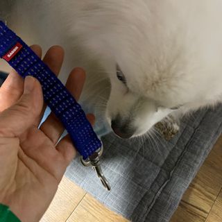 베이컨박스 [BACON] 고아웃클럽 산책 안전벨트 라이트 - 소형견용 — 5점을 준 리뷰어가 2021년 12월 올린 사용 사진