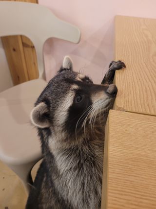 퓨리아님이 올린 리뷰 사진 1