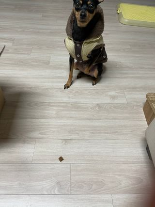 My Pet Care 천연단백질 관절건강에 개좋아 — 5점을 준 리뷰어가 2021년 2월 올린 사용 사진