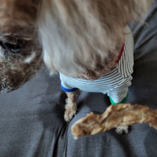 [보헤리] 국내산 강아지 육포간식 바삭 64 2종 — 5점을 준 리뷰어가 2022년 4월 올린 사용 사진