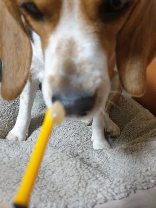 beaglelove님이 올린 리뷰 사진 2