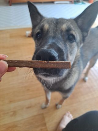 My Pet Care 천연단백질 치아건강에 개좋아 — 4점을 준 리뷰어가 2021년 2월 올린 사용 사진