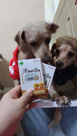 🌈🐩👨‍👩‍👧님이 올린 리뷰 사진 3