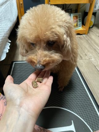 My Pet Care 천연단백질 치아건강에 개좋아 — 4점을 준 리뷰어가 2021년 2월 올린 사용 사진