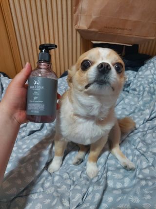 마리앤루이펫샴푸 [mari and louie pet shampoo] — 5점을 준 리뷰어가 2021년 5월 올린 사용 사진
