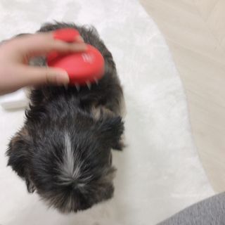 자극 없이 털/각질 관리가 가능한 코코몰리 실리콘 목욕 브러쉬 — 5점을 준 리뷰어가 2021년 1월 올린 사용 사진