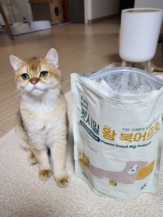 [펫시밀] 원물그대로 영양듬뿍 동결건조 왕북어트릿300g,왕치킨트릿400g,열빙어트릿300g 대용량 간식 — 5점을 준 리뷰어가 2023년 5월 올린 사용 사진
