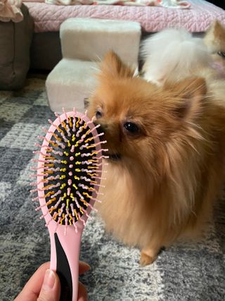 아이캔디 레인보우 볼륨S  브러쉬 for PET 미디엄 — 5점을 준 리뷰어가 2020년 12월 올린 사용 사진