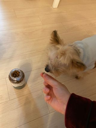 펫21 그로그로 5종 강아지 고양이 반려동물 한방 영양제 — 4점을 준 리뷰어가 2021년 11월 올린 사용 사진
