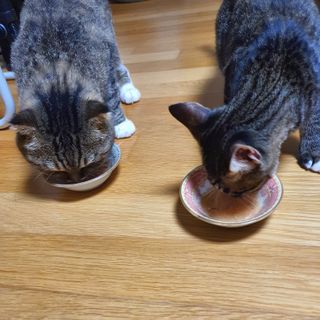 비타크래프트 고양이 수프 50g 3가지맛 x4팩씩 총 12팩 — 5점을 준 리뷰어가 2021년 8월 올린 사용 사진