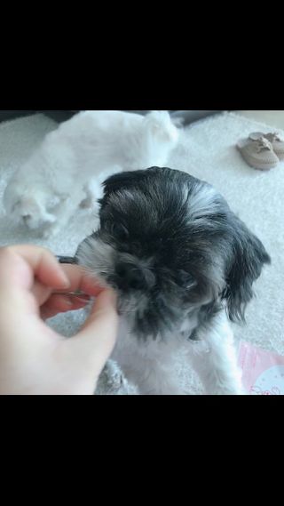 My Pet Care 천연단백질 관절건강에 개좋아 — 5점을 준 리뷰어가 2021년 1월 올린 사용 사진