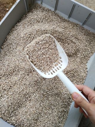 브라우니모래 [브라우니] 고양이 카사바모래 브라우니 천연 응고형 모래  6Lx2개 — 2점을 준 리뷰어가 2023년 12월 올린 사용 사진