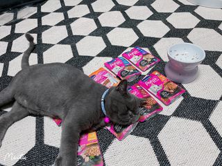 비타크래프트 포에시 델리스 고양이 파우치 85g 9가지맛 1팩씩 — 5점을 준 리뷰어가 2021년 8월 올린 사용 사진