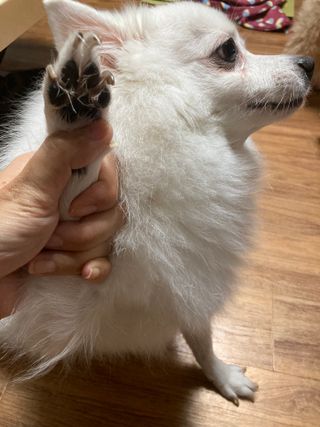 [레드허니밤]자유펫 고양이 강아지 발바닥 밤 14g — 4.5점을 준 리뷰어가 2021년 10월 올린 사용 사진
