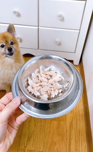 도그퓨어 푸드닭 강아지 닭고기 통살 애견간식 오리지널/차전자피/초록입홍합 — 5점을 준 리뷰어가 2021년 11월 올린 사용 사진