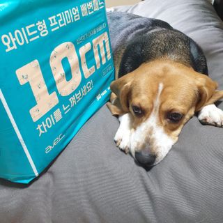 아베크 펫 와이드 프리미엄 대형 애견 강아지 배변 패드 30매 1팩 80g — 5점을 준 리뷰어가 2021년 7월 올린 사용 사진